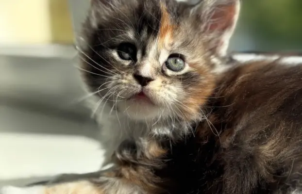 Maine Coon - kotka 2
