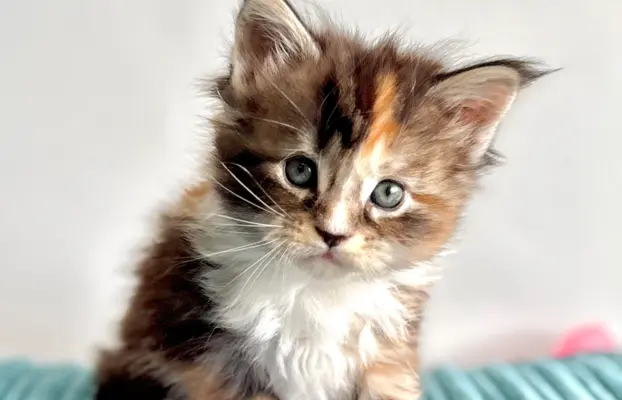 Maine Coon - kotka 4