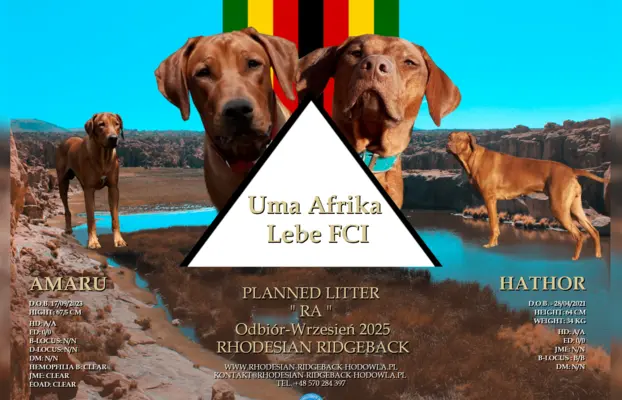 Miot "RA" - 14 Szczeniąt - Rhodesian Ridgeback -Hodowla ZKwP 1