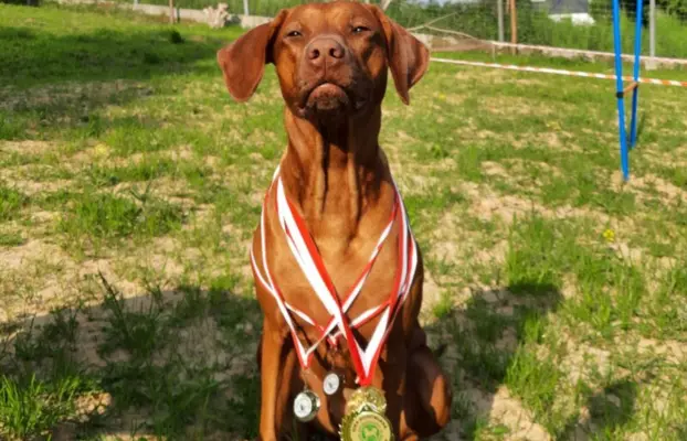 Miot "RA" - 14 Szczeniąt - Rhodesian Ridgeback -Hodowla ZKwP 5