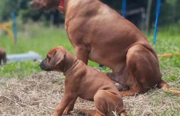 Miot "RA" - 14 Szczeniąt - Rhodesian Ridgeback -Hodowla ZKwP 6