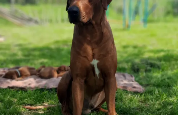 Miot "RA" - 14 Szczeniąt - Rhodesian Ridgeback -Hodowla ZKwP 7