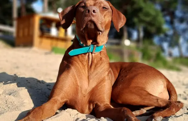 Miot "RA" - 14 Szczeniąt - Rhodesian Ridgeback -Hodowla ZKwP 8