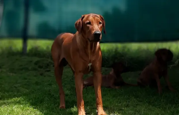 Miot "RA" - 14 Szczeniąt - Rhodesian Ridgeback -Hodowla ZKwP 9