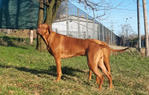 Miot "RA" - 14 Szczeniąt - Rhodesian Ridgeback -Hodowla ZKwP 10