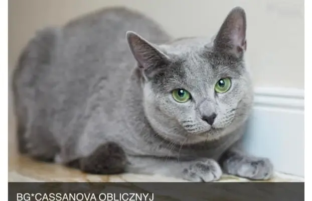 Kocurek Rosyjski Niebieski 7