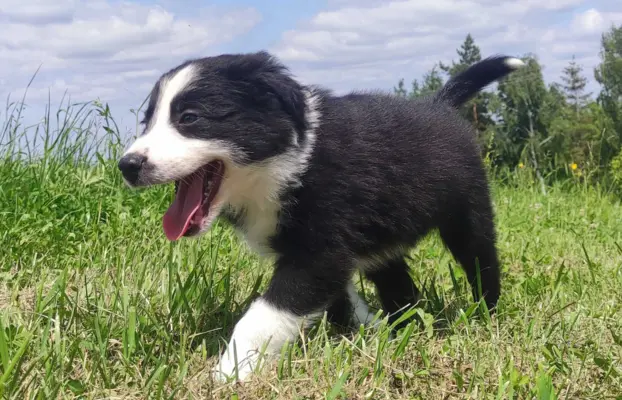 Rasowa suczka border collie z Hodowli, komplet dok. 1