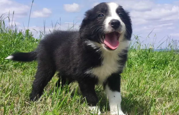 Rasowa suczka border collie z Hodowli, komplet dok. 2