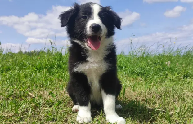 Rasowa suczka border collie z Hodowli, komplet dok. 3