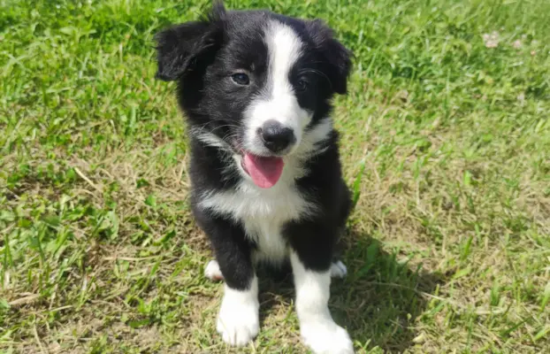 Rasowa suczka border collie z Hodowli, komplet dok. 4