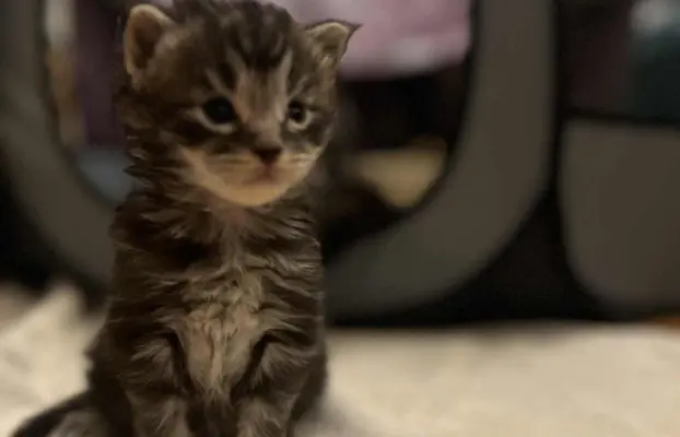 Kotki Maine Coon 2