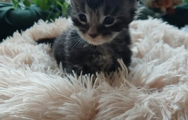 Kotki Maine Coon 3