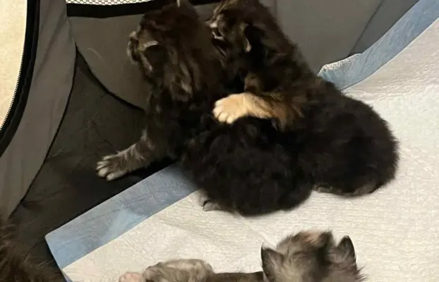 Kotki Maine Coon 4