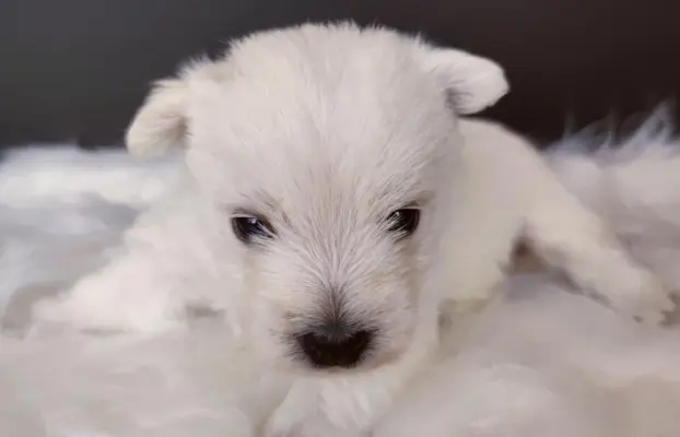 Szczenięta rasy west highland white terrier ZKwP 4