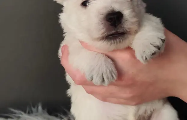 Szczenięta rasy west highland white terrier ZKwP 1