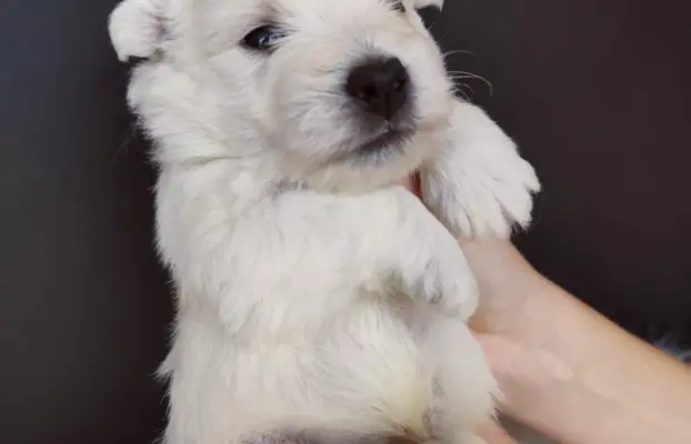 Szczenięta rasy west highland white terrier ZKwP 2