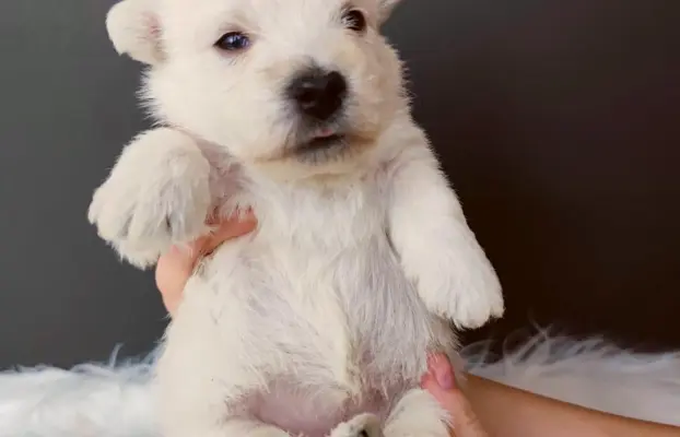 Szczenięta rasy west highland white terrier ZKwP 3