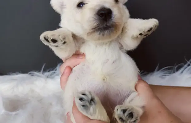 Szczenięta rasy west highland white terrier ZKwP 5