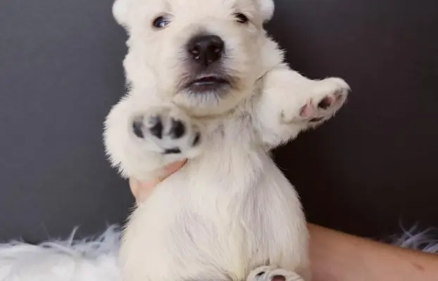 Szczenięta rasy west highland white terrier ZKwP 6