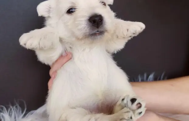Szczenięta rasy west highland white terrier ZKwP 7