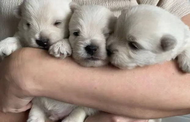 Szczenięta rasy west highland white terrier ZKwP 8