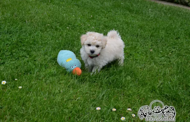 Bichon frise do rezerwacji. 1