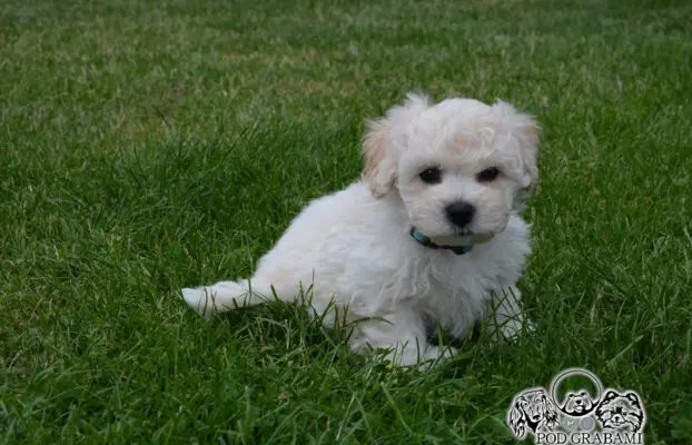 Bichon frise do rezerwacji. 2