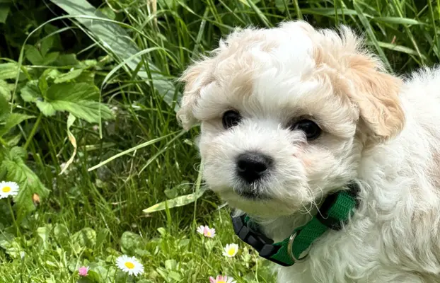 Bichon frise do rezerwacji. 3