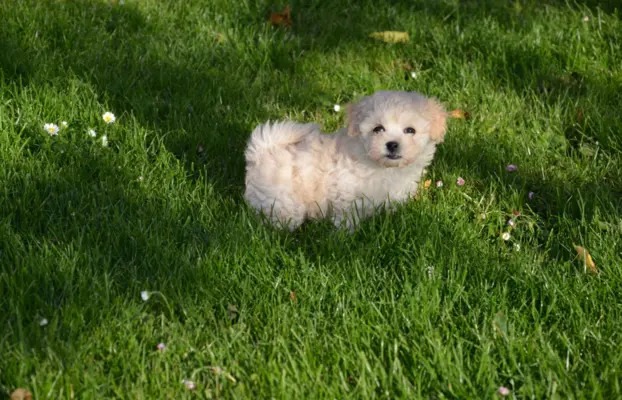 Bichon frise do rezerwacji. 4