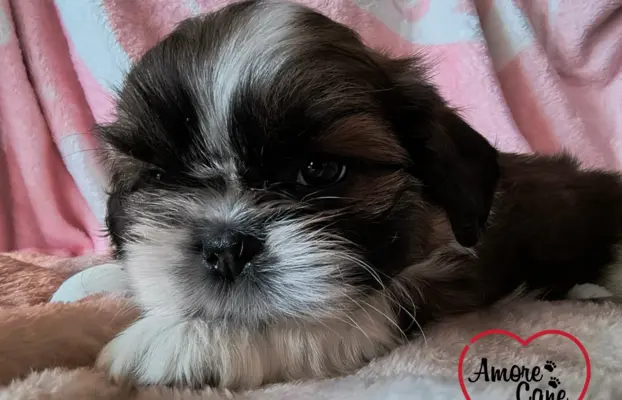 ŚLICZNE DZIEWCZYNY SHIH-TZU, 9