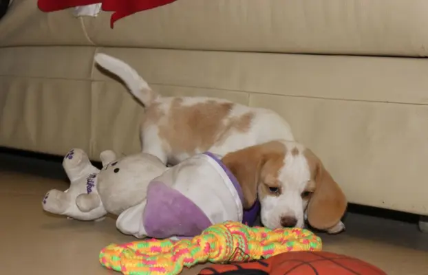 Szczeniaczek Beagle piesek po Championie Polski ZKwP 4