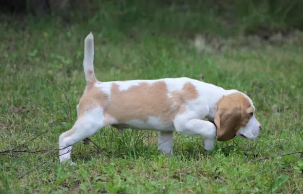 Szczeniaczek Beagle piesek po Championie Polski ZKwP 5