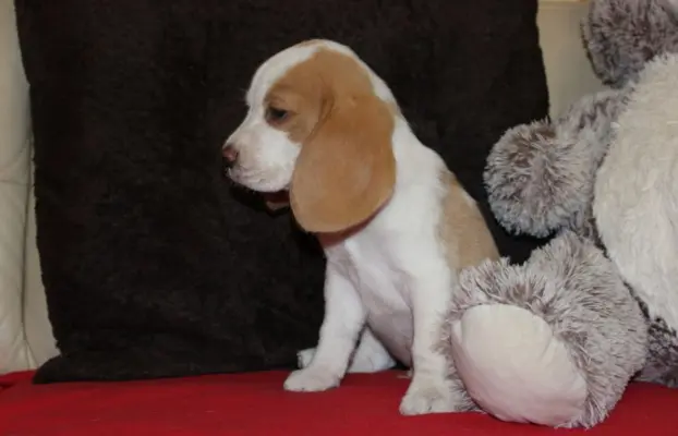 Szczeniaczek Beagle piesek po Championie Polski ZKwP 3