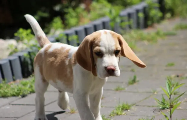 Szczeniaczek Beagle piesek po Championie Polski ZKwP 1