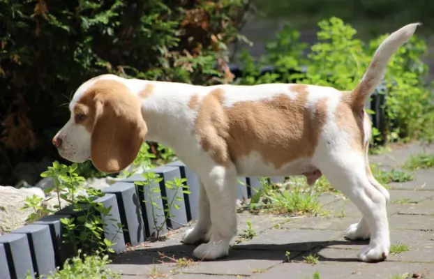 Szczeniaczek Beagle piesek po Championie Polski ZKwP 6