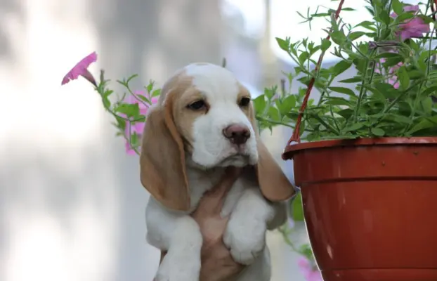 Szczeniaczek Beagle piesek po Championie Polski ZKwP 7