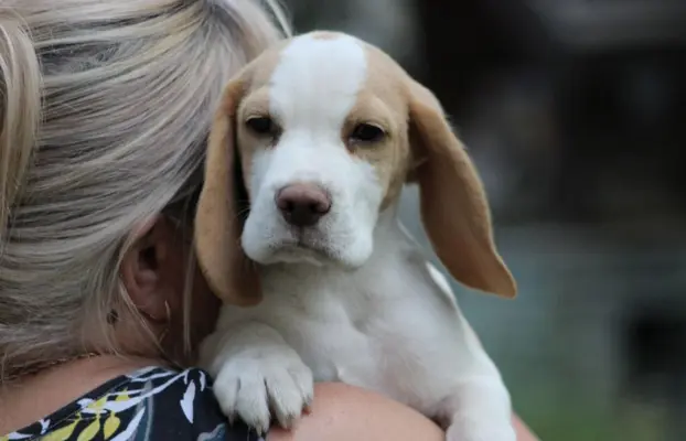 Szczeniaczek Beagle piesek po Championie Polski ZKwP 2