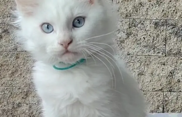 Kocurek Lolek Maine coon słyszący , niebieskie oczy 1