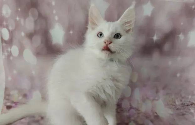 Kocurek Lolek Maine coon słyszący , niebieskie oczy 3