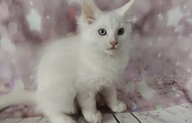 Kocurek Lolek Maine coon słyszący , niebieskie oczy 4