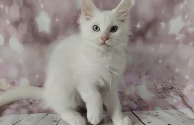 Kocurek Lolek Maine coon słyszący , niebieskie oczy 5