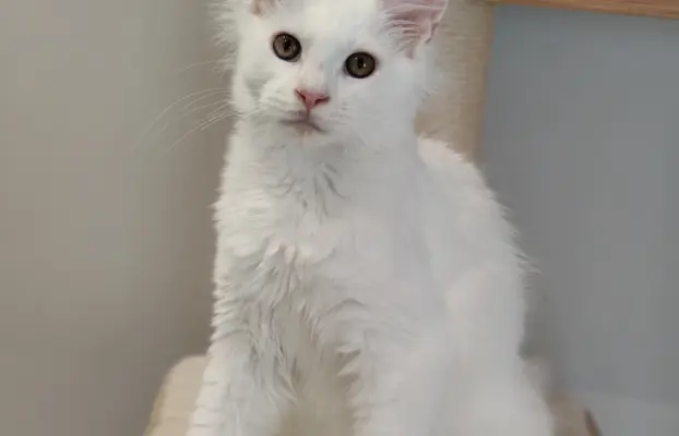 Kocurek Killi Maine coon - słyszy 1