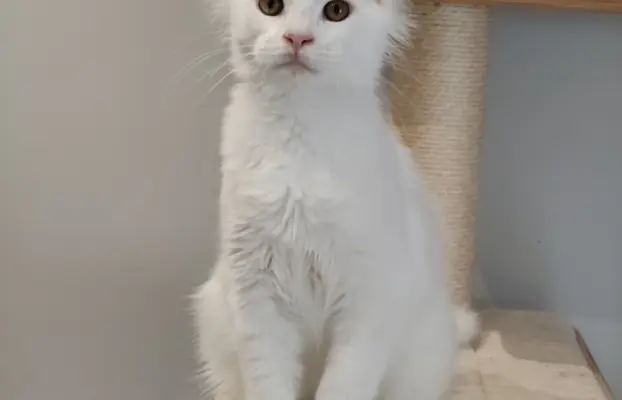 Kocurek Killi Maine coon - słyszy 2