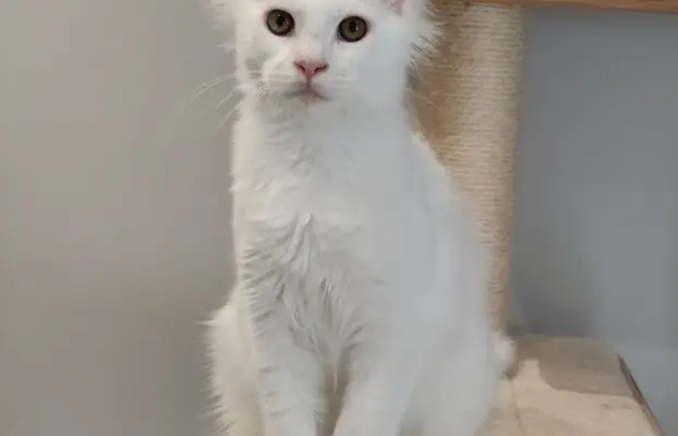 Kocurek Killi Maine coon - słyszy 3