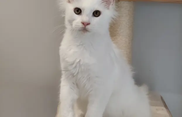Kocurek Killi Maine coon - słyszy 4