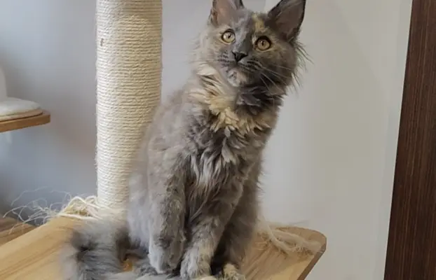 Kotka Lea Maine coon 1