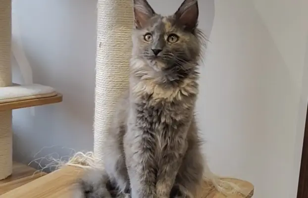 Kotka Lea Maine coon 2