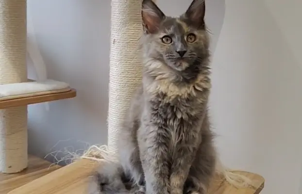 Kotka Lea Maine coon 3