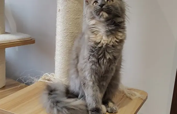 Kotka Lea Maine coon 4