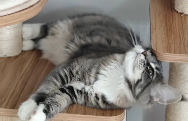 Kotka Kimi Maine coon 1